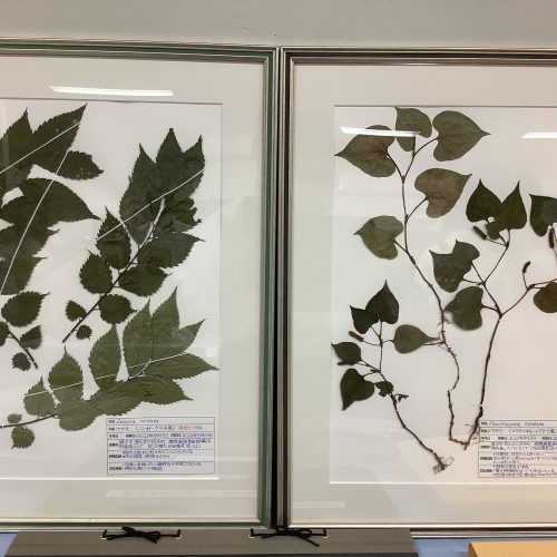 慶應義塾普通部の植物相調査と植生調査