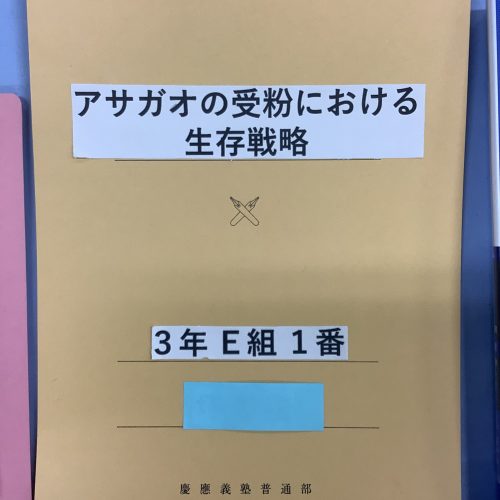 アサガオの受粉における生存戦略